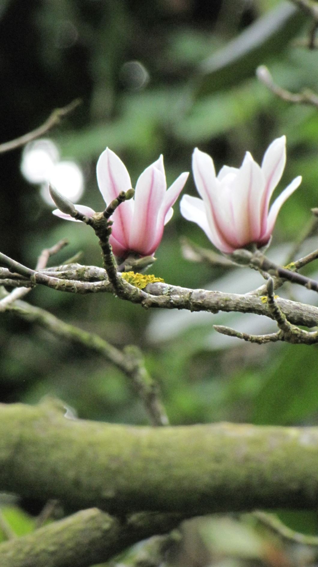Magnolia amoena - Tianmu magnolia