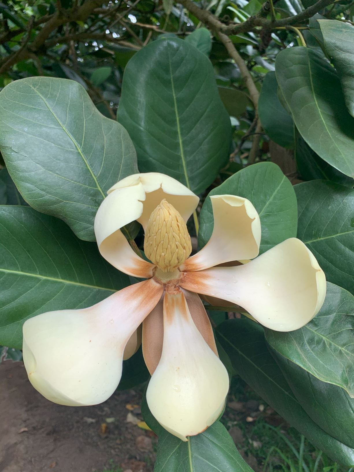 Magnolia delavayi - Chinese evergreen magnolia, Delavay’s magnolia