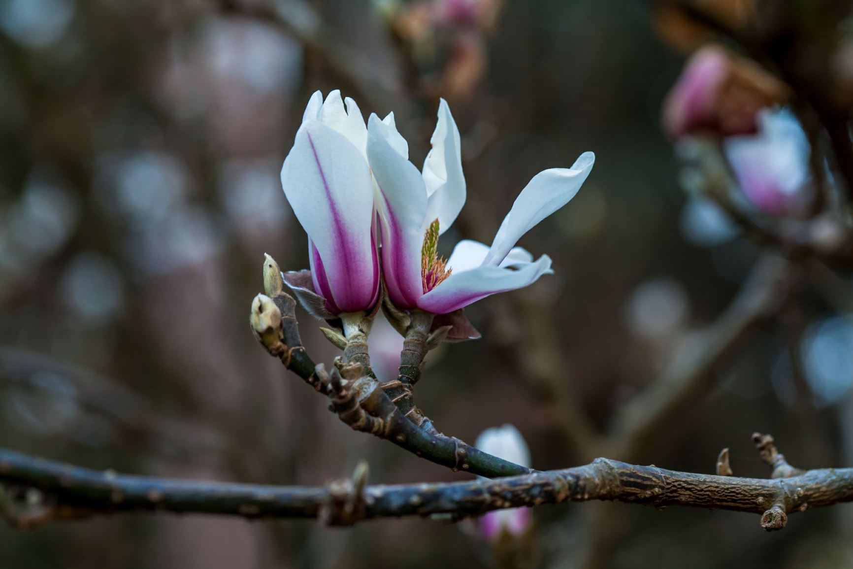 Magnolia zenii - Zen magnolia, bao hua yu lan