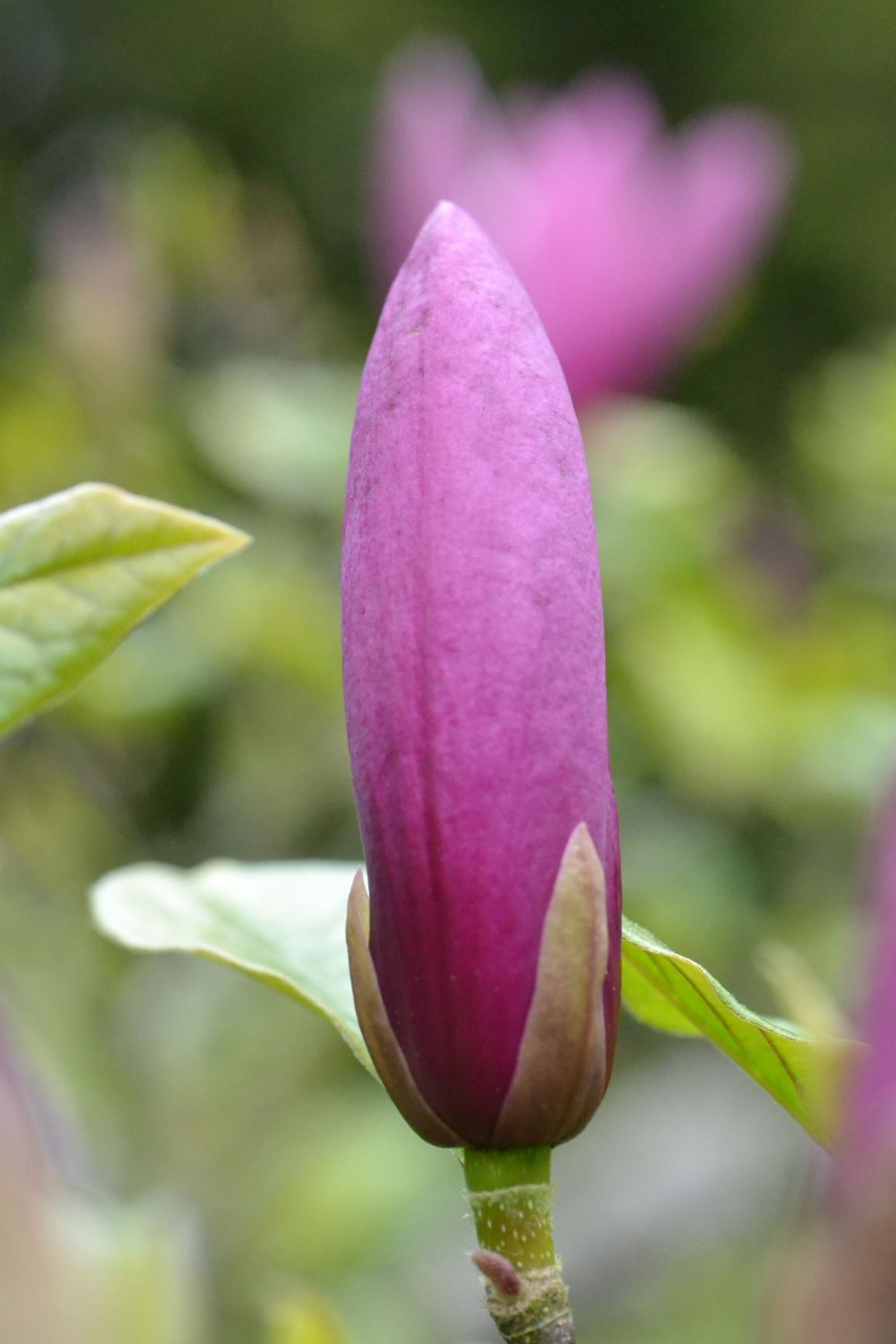 Magnolia liliiflora - Lily magnolia