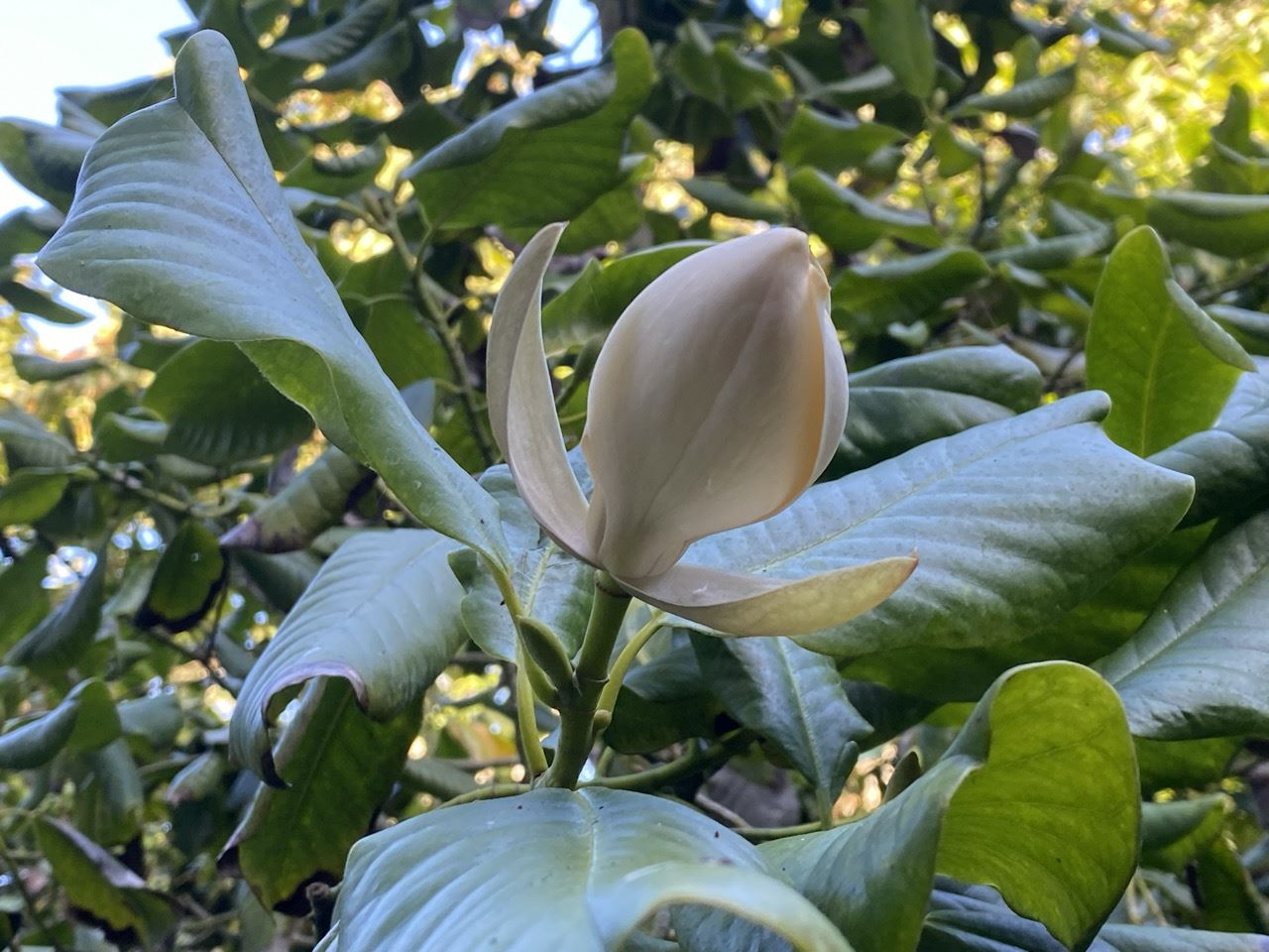 Magnolia guatemalensis - Guatemalan magnolia