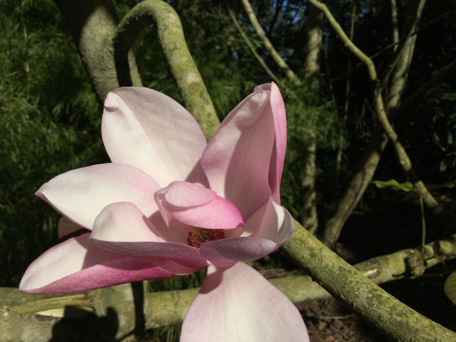 Magnolia dawsoniana - Dawson’s magnolia
