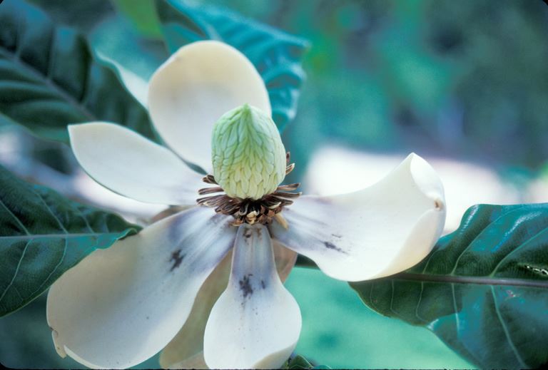 Magnolia hodgsonii - Hodgson magnolia, Montha Doi